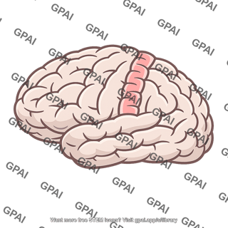 Somatic sensory cortex