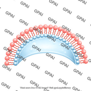 Membrane bilayer arc filled vesicle stage 4 side