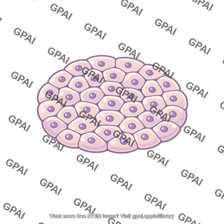 Islet of langerhans isolated