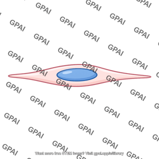 Endothelial cell deformed