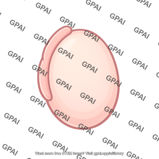 Testicle