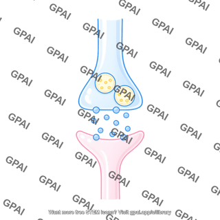 Synaptic cleft presynaptic membrane with vesicles 2