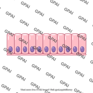 Epithelial lining