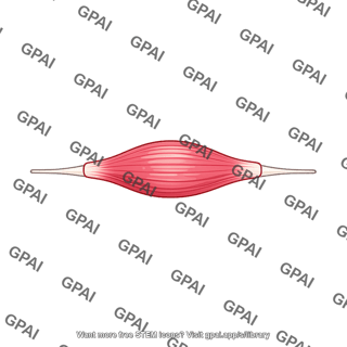 Fusiform muscle