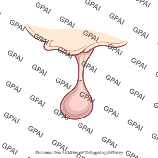 Neurohypophysis