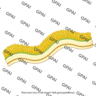 Yeast cell wall brush wavy