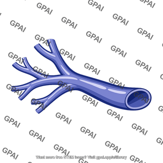 Intestinal vein