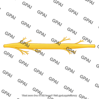 Sympathetic nerve bundle