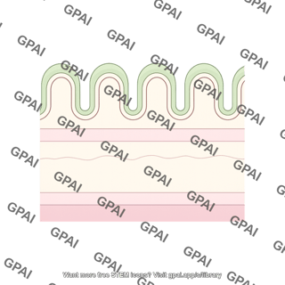Epithelial layers large intestine