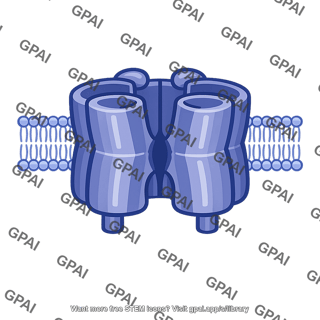 Transmembrane ion channel