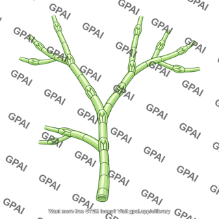 Branching lymph vessel