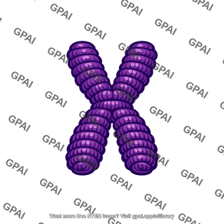 Chromosome compacted