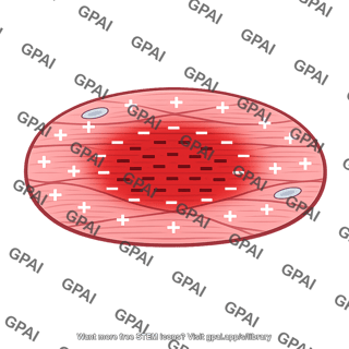 Cardiac syncytium depolarized