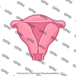 Human uterus