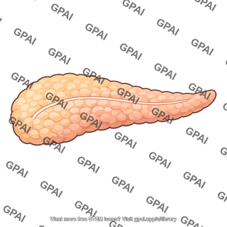 Pancreas