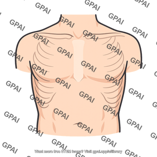 Anterior chest wall