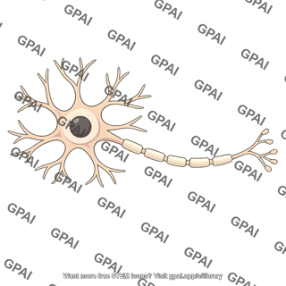 Neuron large