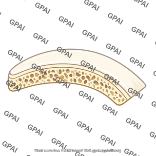 Bone surface