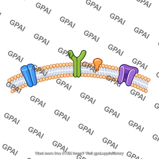 Lumen membrane