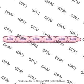 Endothelial cord