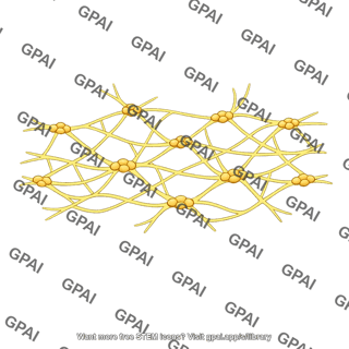 Intestinal enteric nervous system