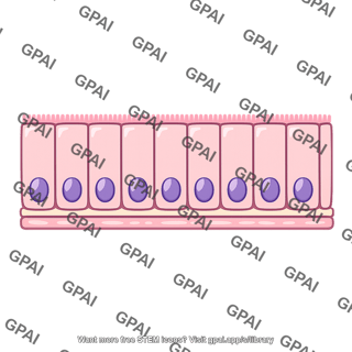 Gastrointestinal epithelium