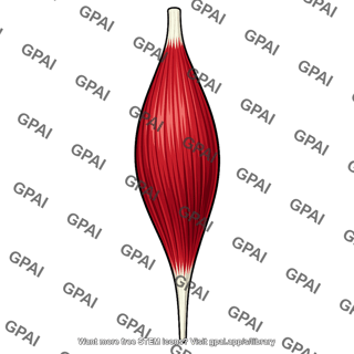 Leg extensor muscle