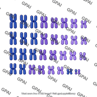 Human genome