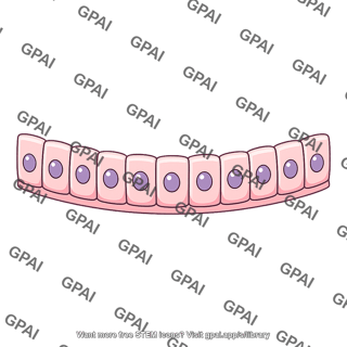 Thyroid epithelium