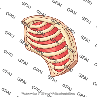 Chest wall semitransparent segment