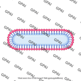 Membrane bilayer x long filled vesicle stage 4 small
