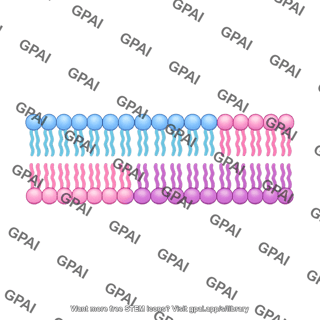 Membrane bilayer straight