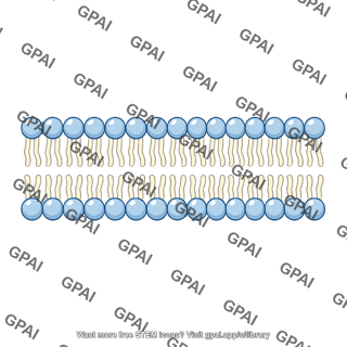 Phospholipid bilayer