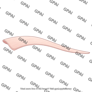 Basilar membrane