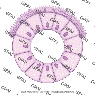 Mucous brush gland