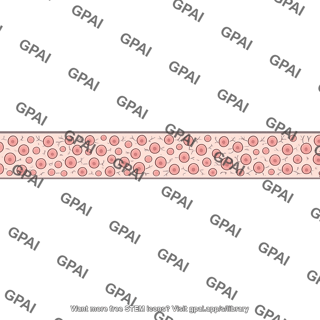Parvocellular layer