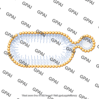 Pill shaped membrane with vesicle bilayer large stage 2