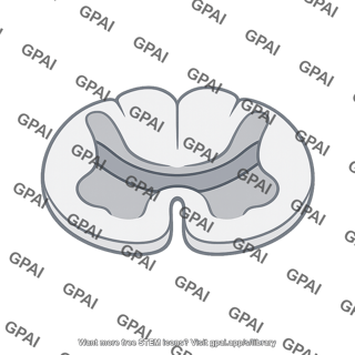 Spinal cord lamina iv