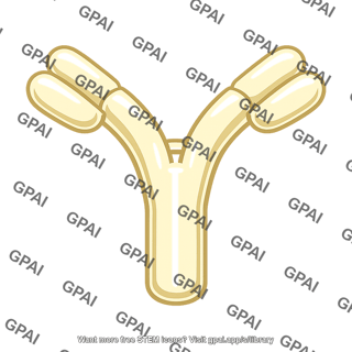 Gamma globulin antibody