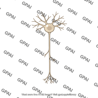 Cortical neuron layer ii