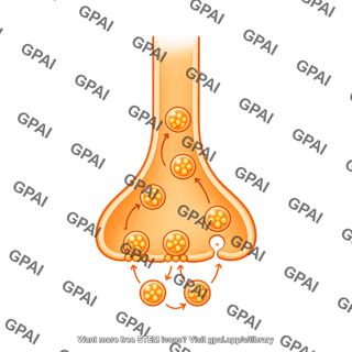 Pre synaptic membrane with cycling vesicles