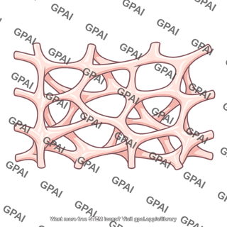 Trabecular mesh