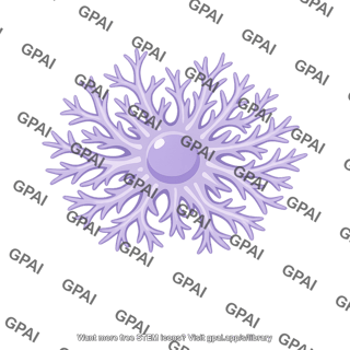 Astrocyte protoplasmic