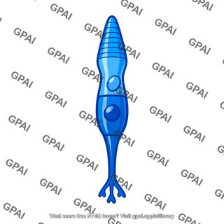 Cone photoreceptor blue