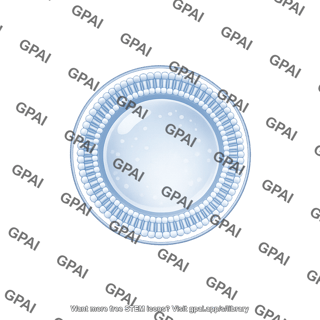 Vesicle medium stage 4