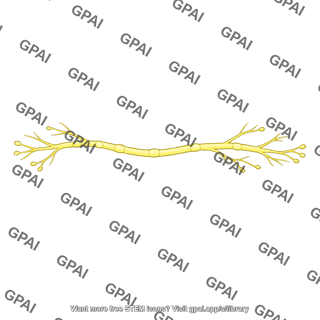 Sympathetic nerve