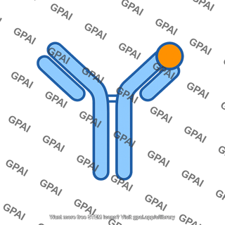 Antibody hormone complex