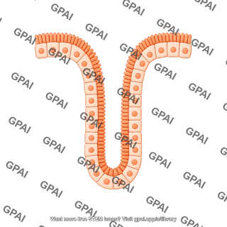 Intestinal crypt 6