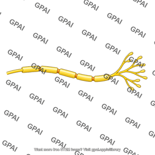Skeletal motor fiber