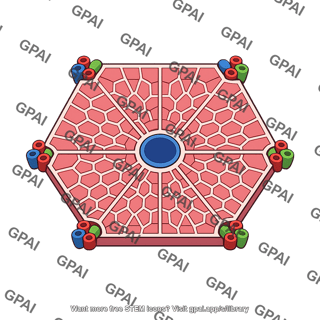 Liver lobule